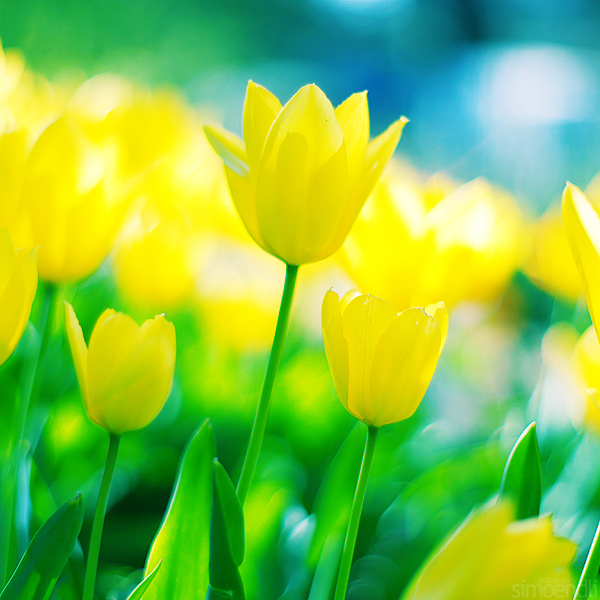 Žluté tulipány